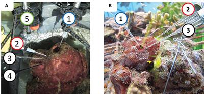 Intermittent Hypoxia and Prolonged Suboxia Measured In situ in a Marine Sponge